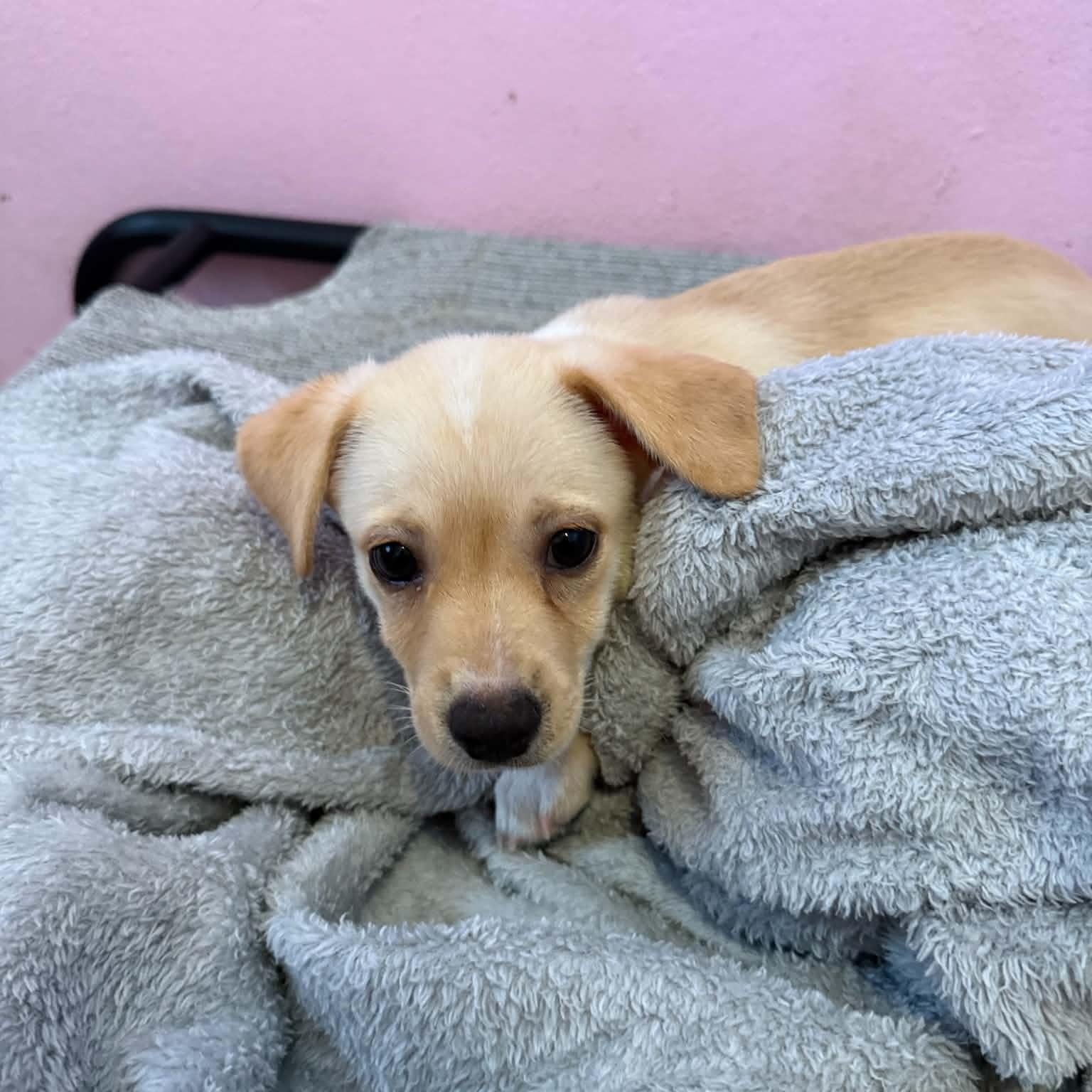 Braydon, Adoptable, Puppy Male Chiweenie.