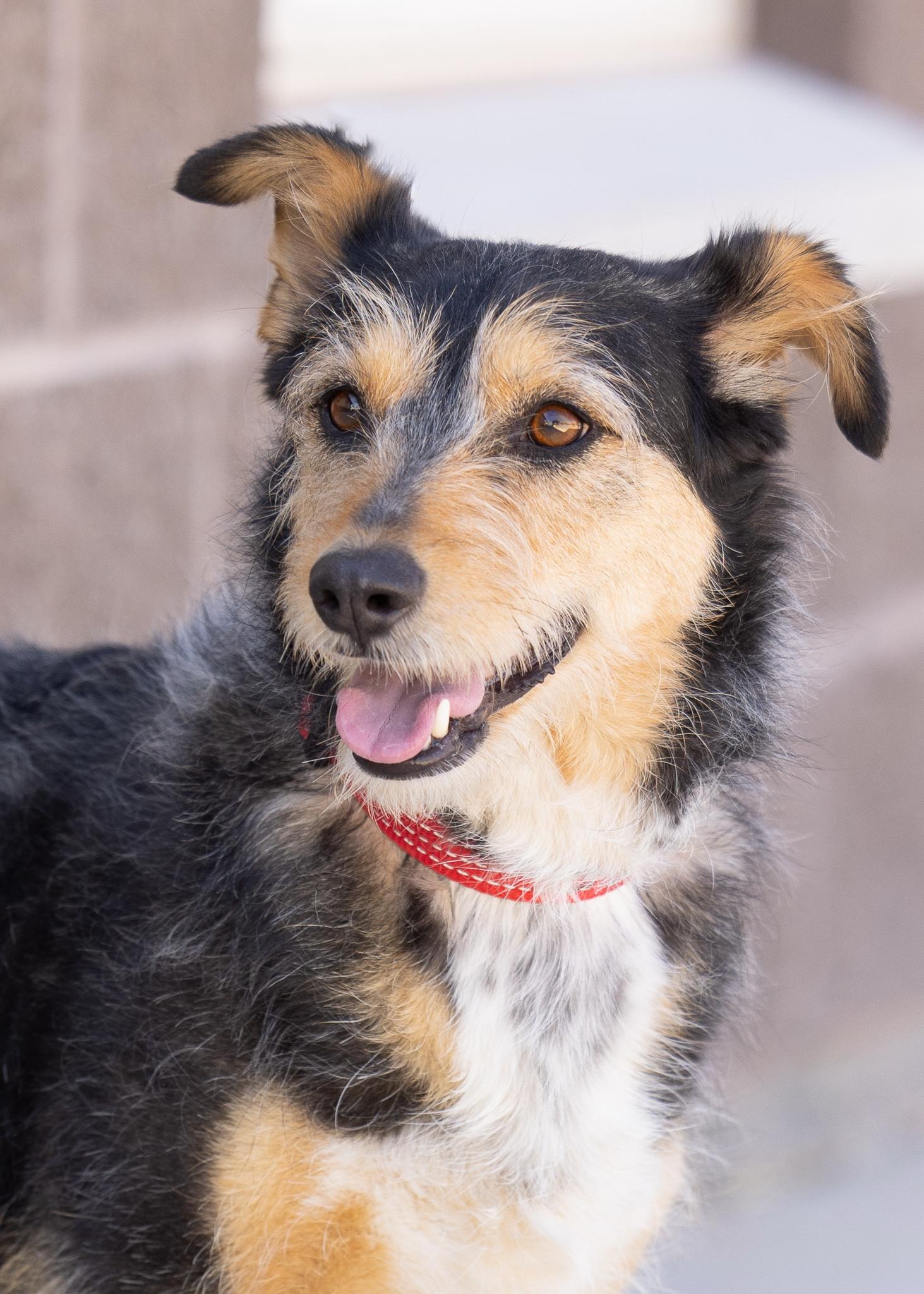 ELLIE MAE, adopted, Adult Female Terrier.