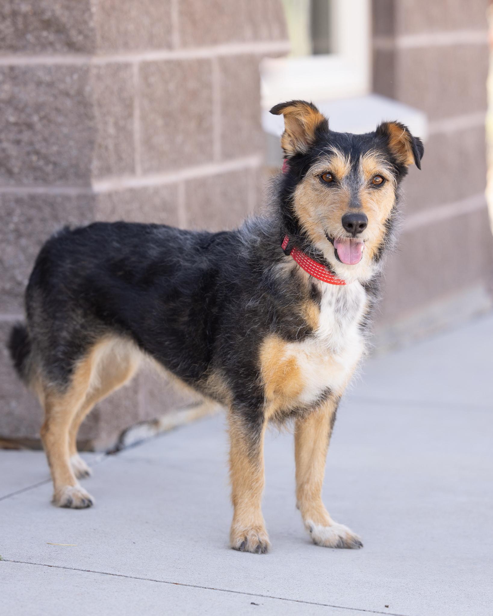 Enlarge ELLIE MAE, an adopted mixed breed in Moab, UT image 2/2