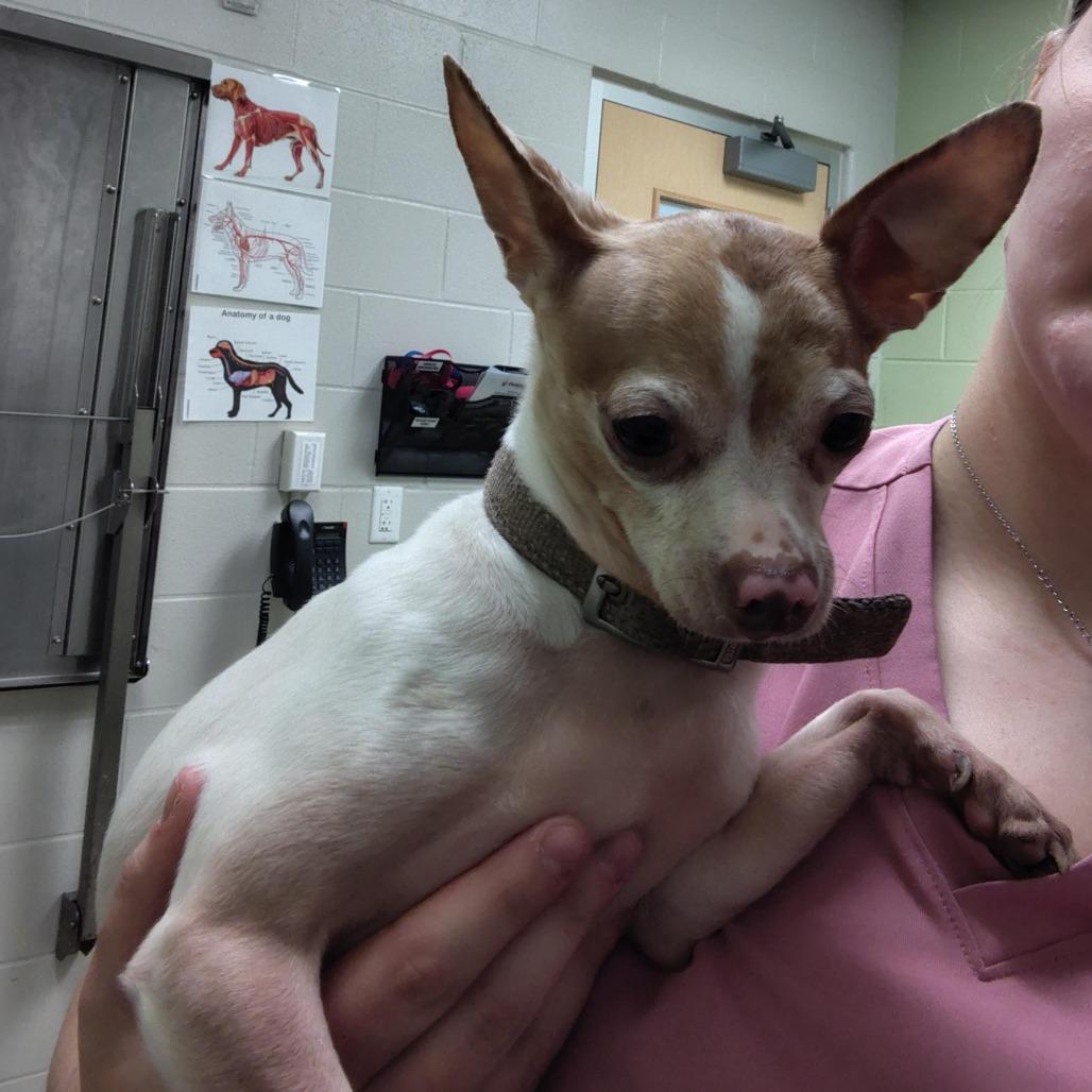 Enlarge Pascal, a Adoptable Chihuahua in Cedar Rapids, IA image 1/4