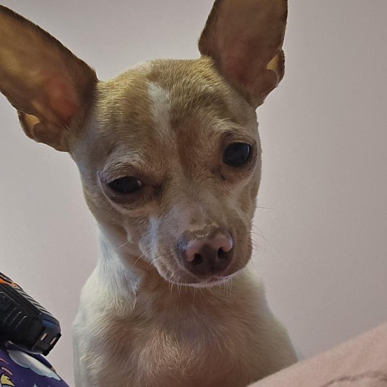 Enlarge Pascal, a Adoptable Chihuahua in Cedar Rapids, IA image 2/4