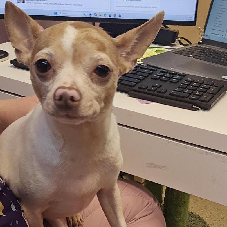 Enlarge Pascal, a Adoptable Chihuahua in Cedar Rapids, IA image 3/4