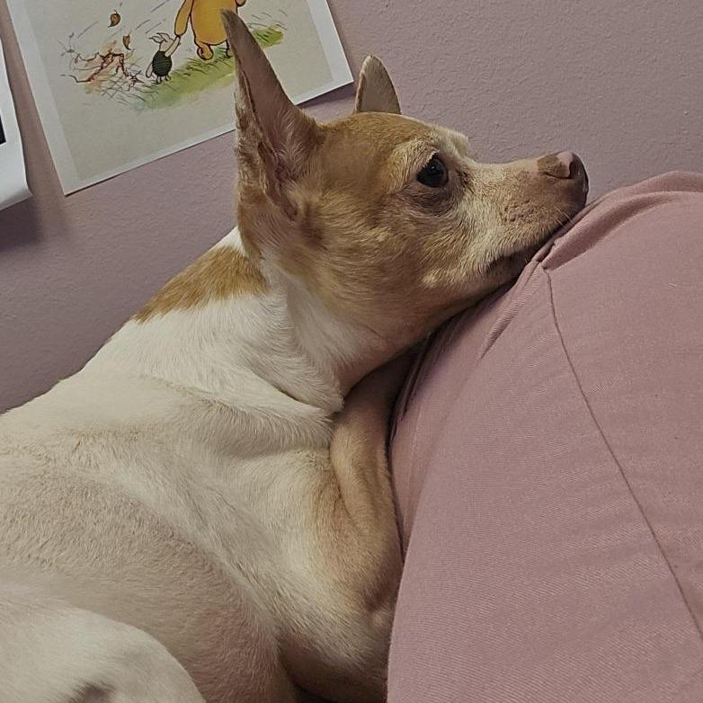 Enlarge Pascal, a Adoptable Chihuahua in Cedar Rapids, IA image 4/4