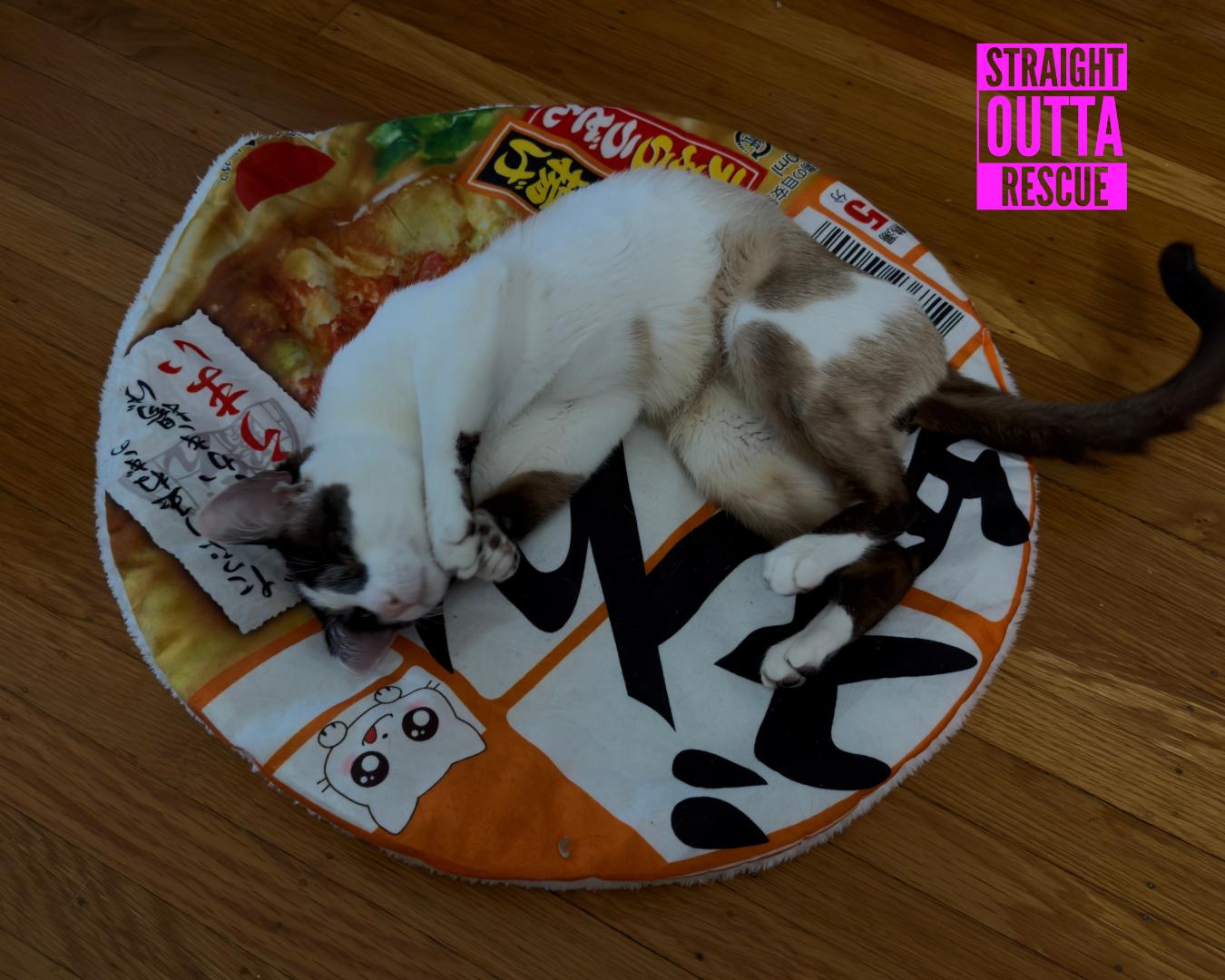 Osiris, an adoptable Domestic Short Hair in Vancouver, BC, V6K 1P8 | Photo Image 2