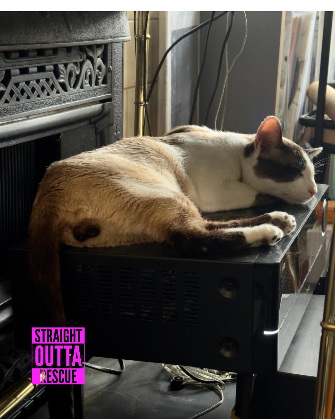 Osiris, an adoptable Domestic Short Hair in Vancouver, BC, V6K 1P8 | Photo Image 5