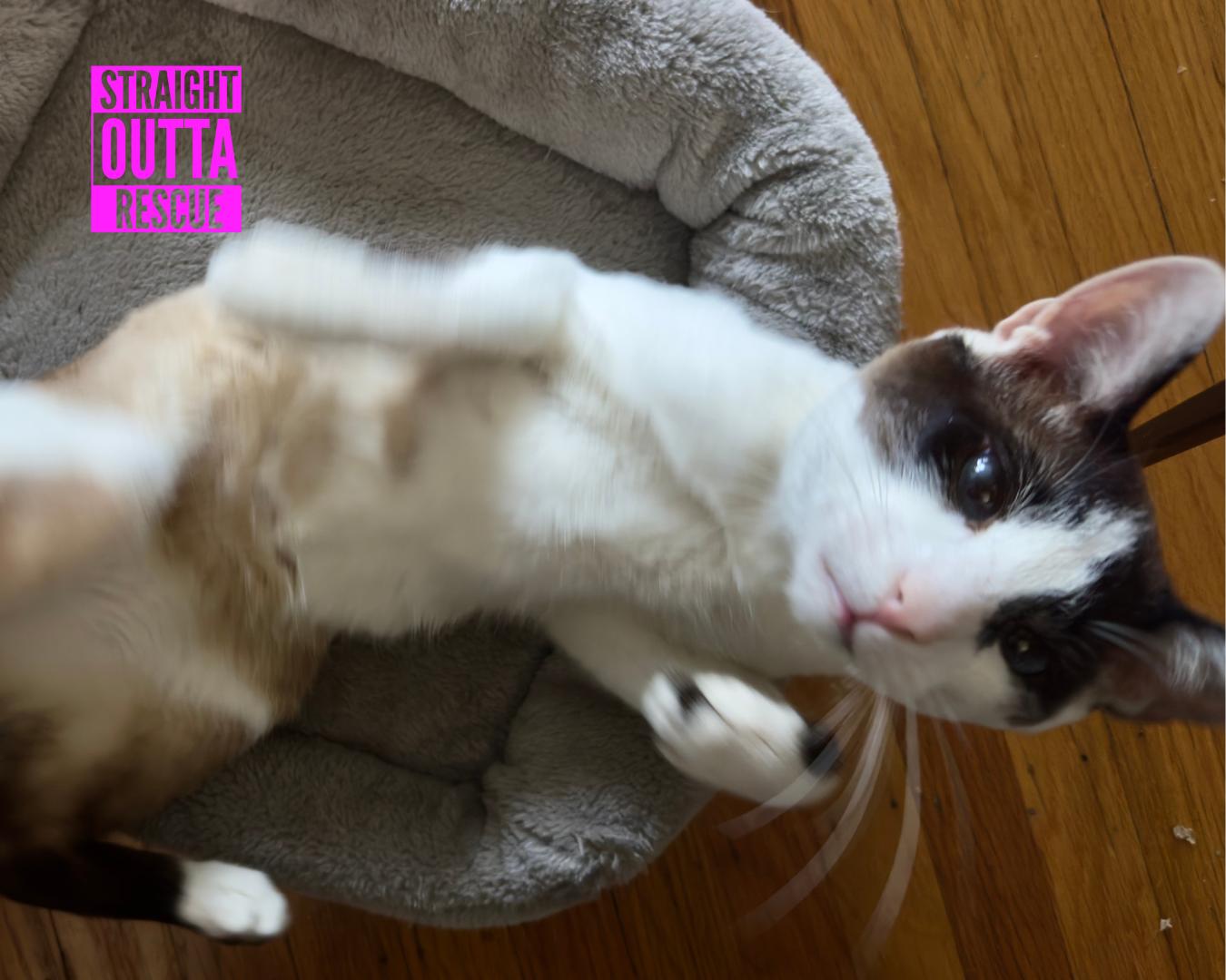 Osiris, an adoptable Domestic Short Hair in Vancouver, BC, V6K 1P8 | Photo Image 3