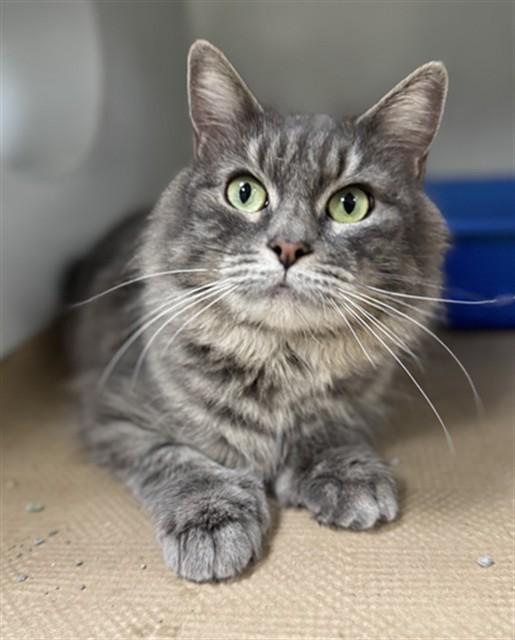 OLIVE, Adoptable, Adult Female Domestic Long Hair.