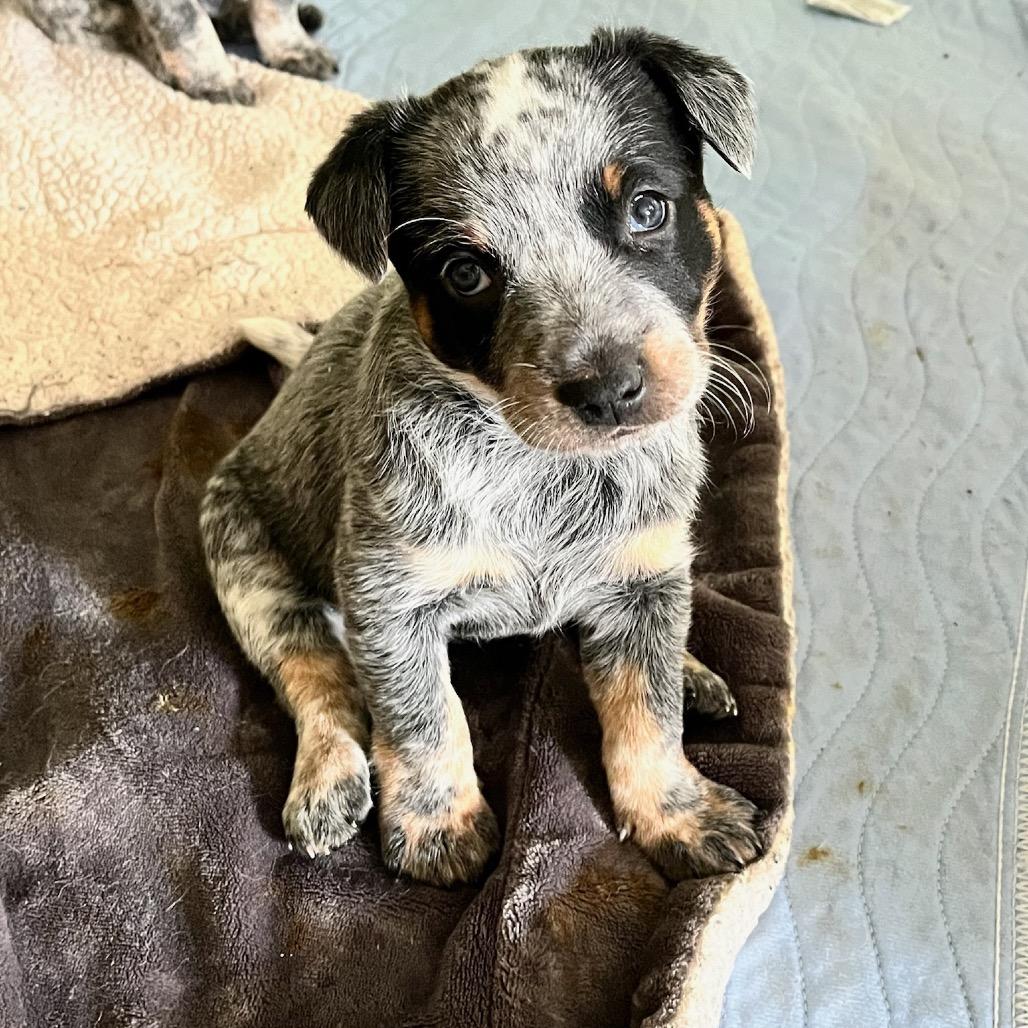 Enlarge Lollipop, a Adoptable Australian Cattle Dog / Blue Heeler in Pacific Grove, CA image 1/5