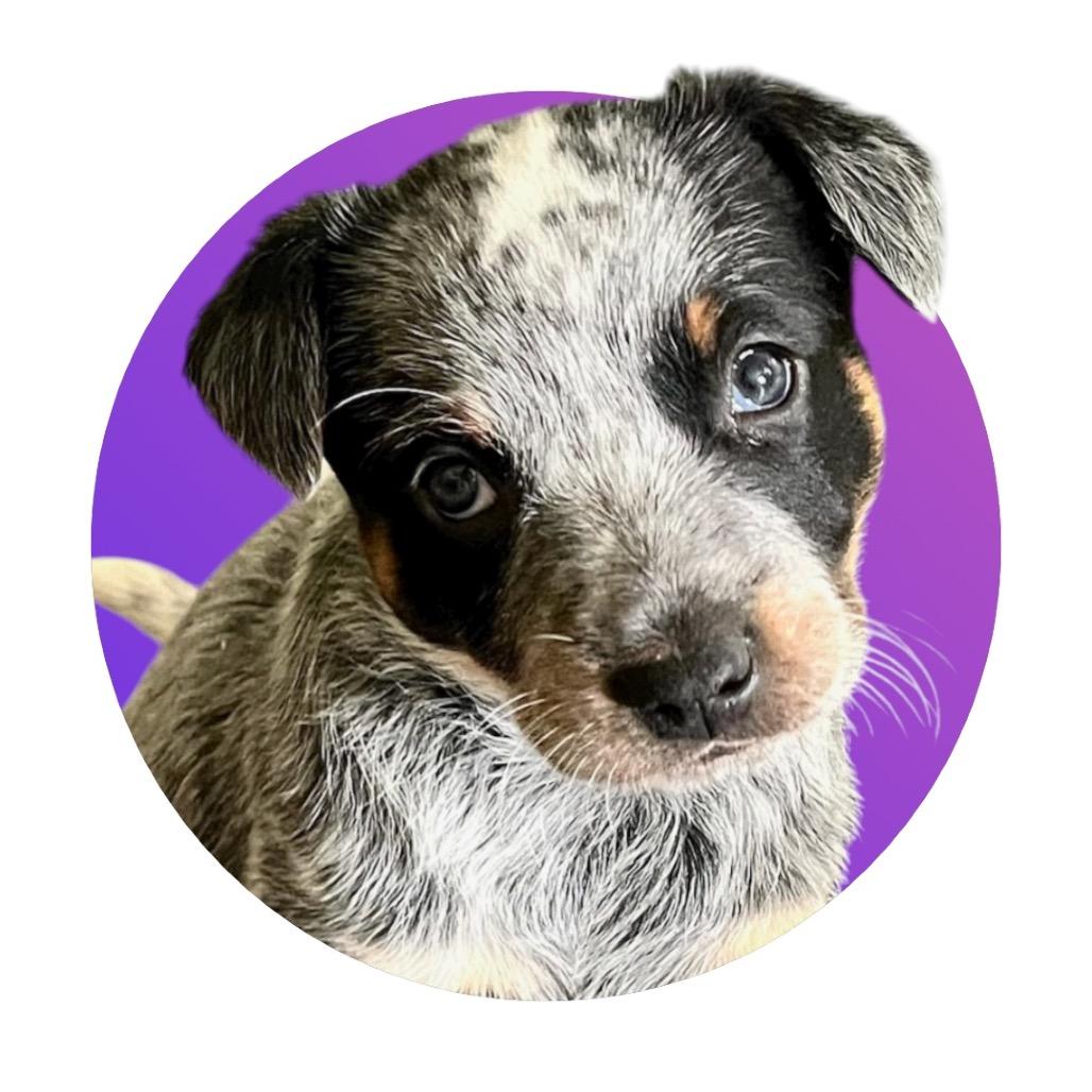 Enlarge Lollipop, a Adoptable Australian Cattle Dog / Blue Heeler in Pacific Grove, CA image 2/5