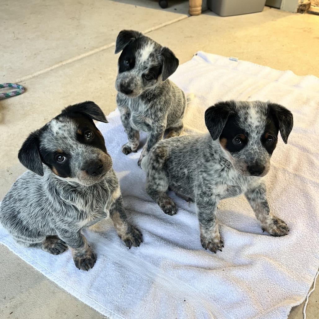 Enlarge Lollipop, a Adoptable Australian Cattle Dog / Blue Heeler in Pacific Grove, CA image 3/5