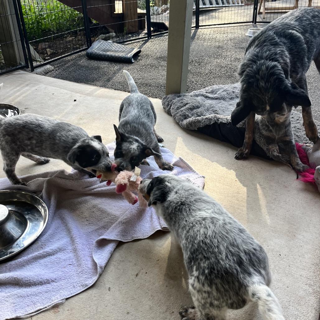 Enlarge Lollipop, a Adoptable Australian Cattle Dog / Blue Heeler in Pacific Grove, CA image 4/5
