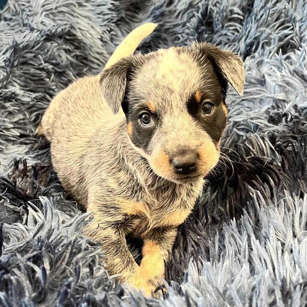 Enlarge Lollipop, a Adoptable Australian Cattle Dog / Blue Heeler in Pacific Grove, CA image 5/5