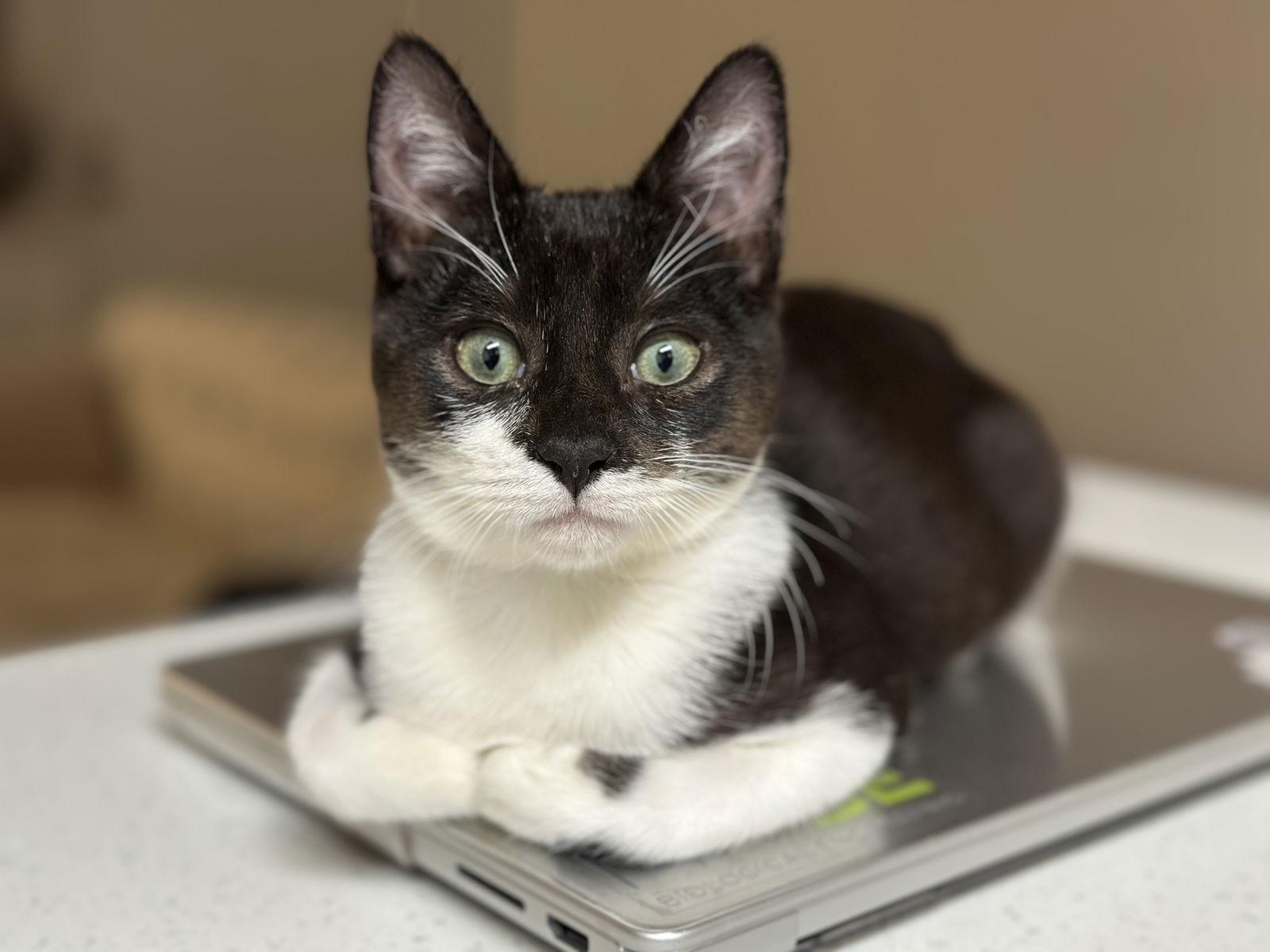 Jack, Adoptable, Young Male Domestic Short Hair.