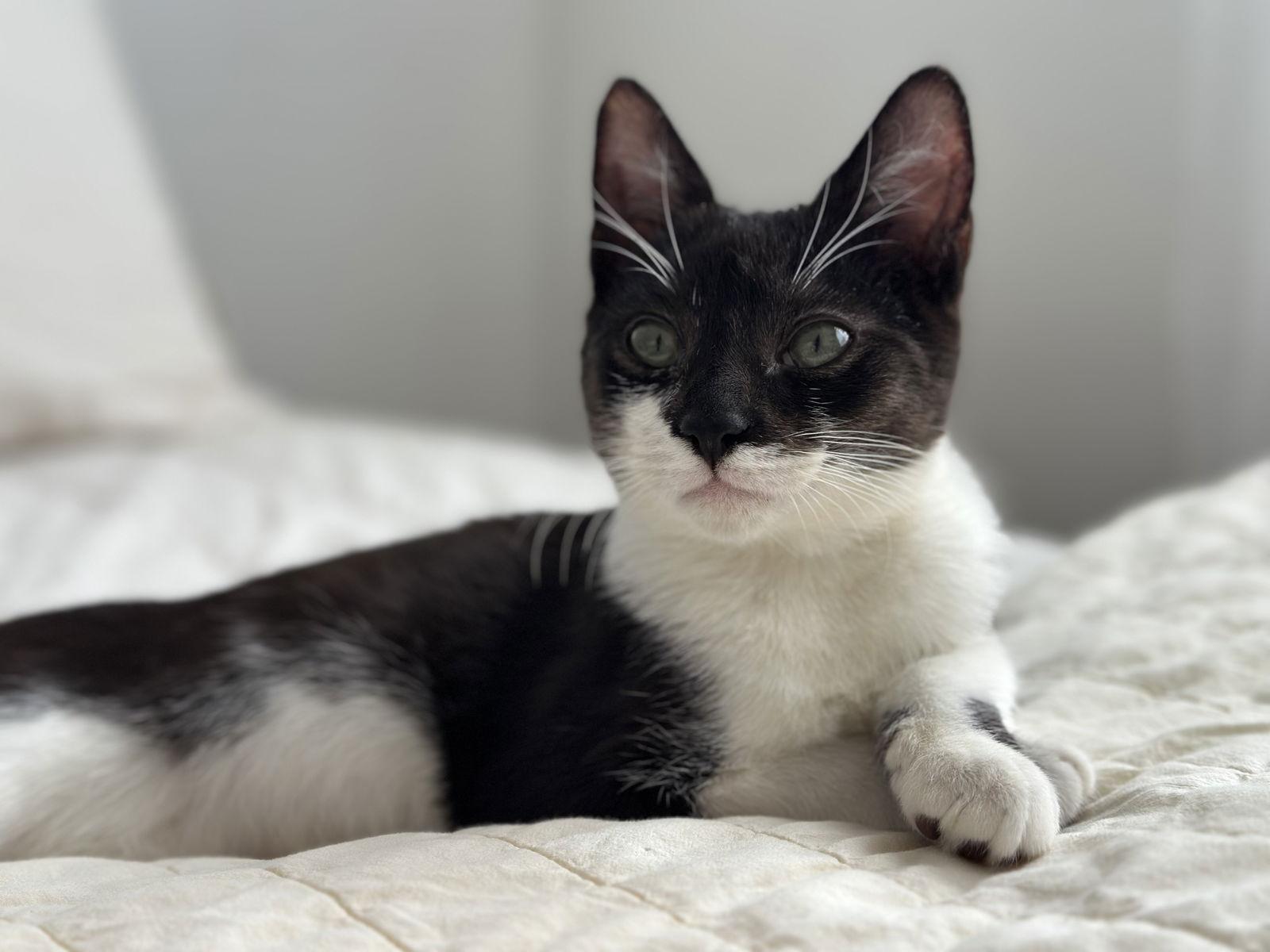 Enlarge Jack, a Adoptable Domestic Short Hair in Davis, CA image 3/3