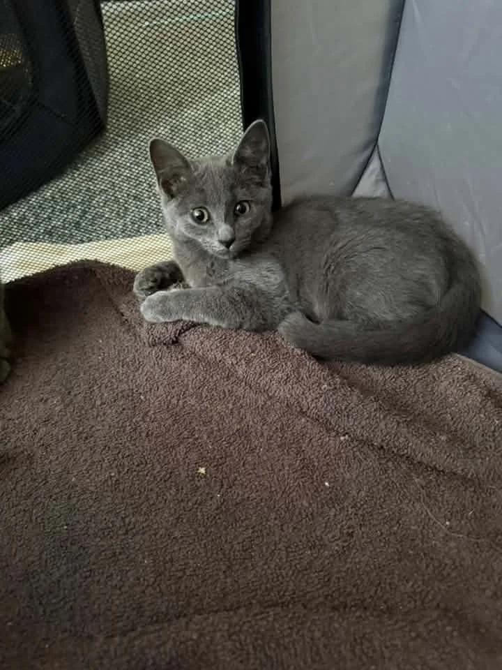 Enlarge Hazel, a Adoptable Domestic Short Hair in Davison, MI image 1/2
