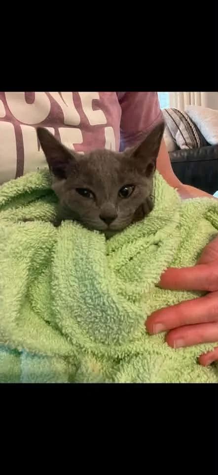 Enlarge Hazel, a Adoptable Domestic Short Hair in Davison, MI image 2/2