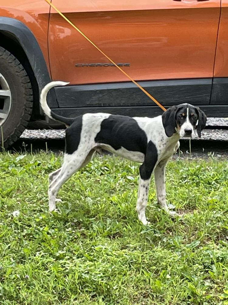 Randy, Adoptable, Puppy Male Treeing Walker Coonhound.