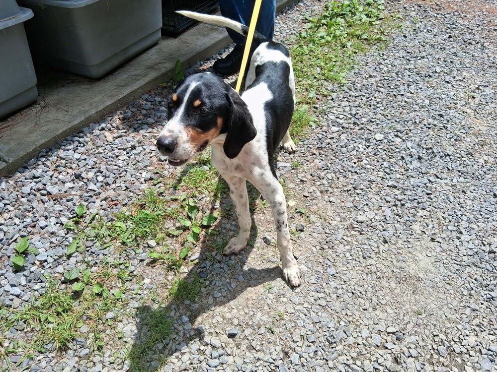 Randy, a Adoptable mixed breed in Irwin, PA image 2/2