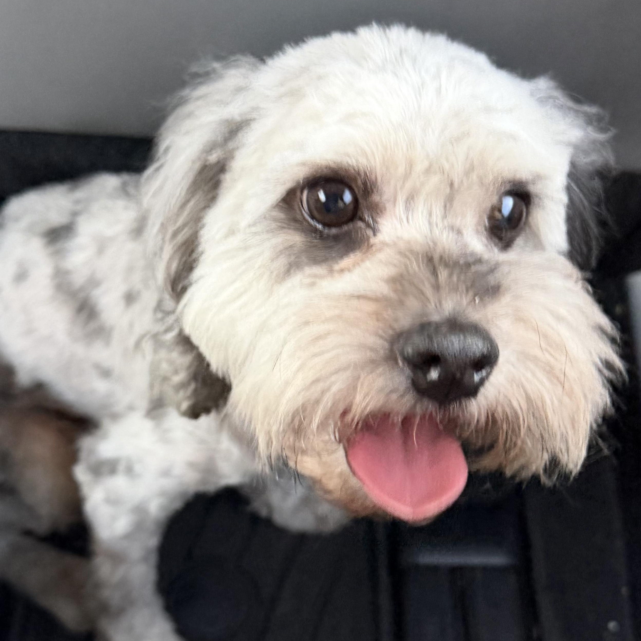 Enlarge Keiko Turner, a Adoptable Cavapoo in Plano, TX image 4/6