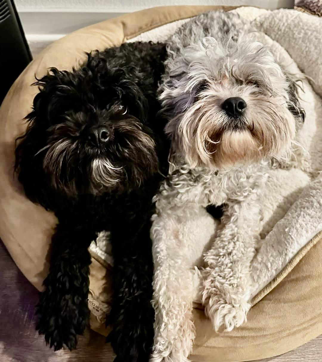 Enlarge Keiko Turner, a Adoptable Cavapoo in Plano, TX image 3/6
