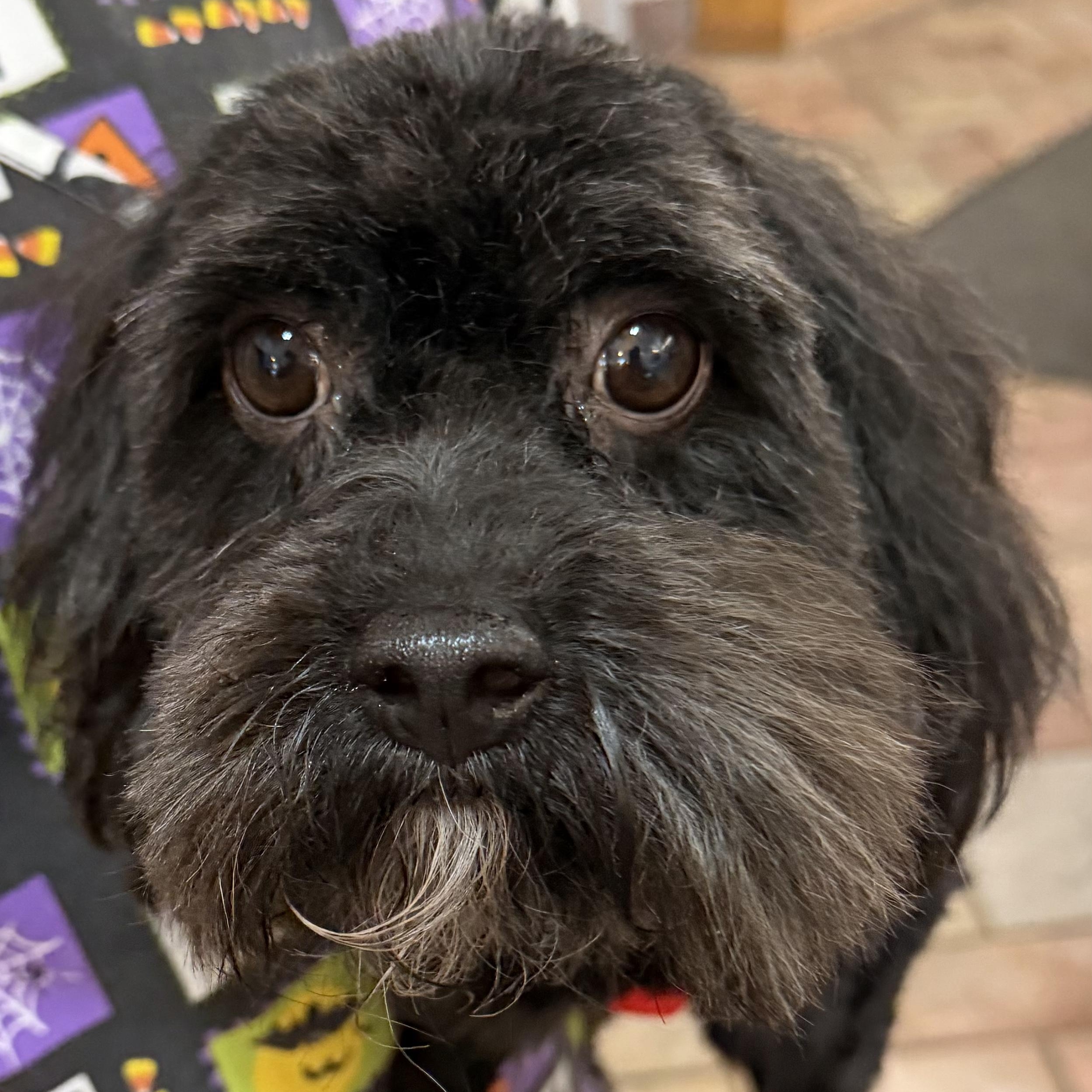Enlarge Keiko Turner, a Adoptable Cavapoo in Plano, TX image 2/6
