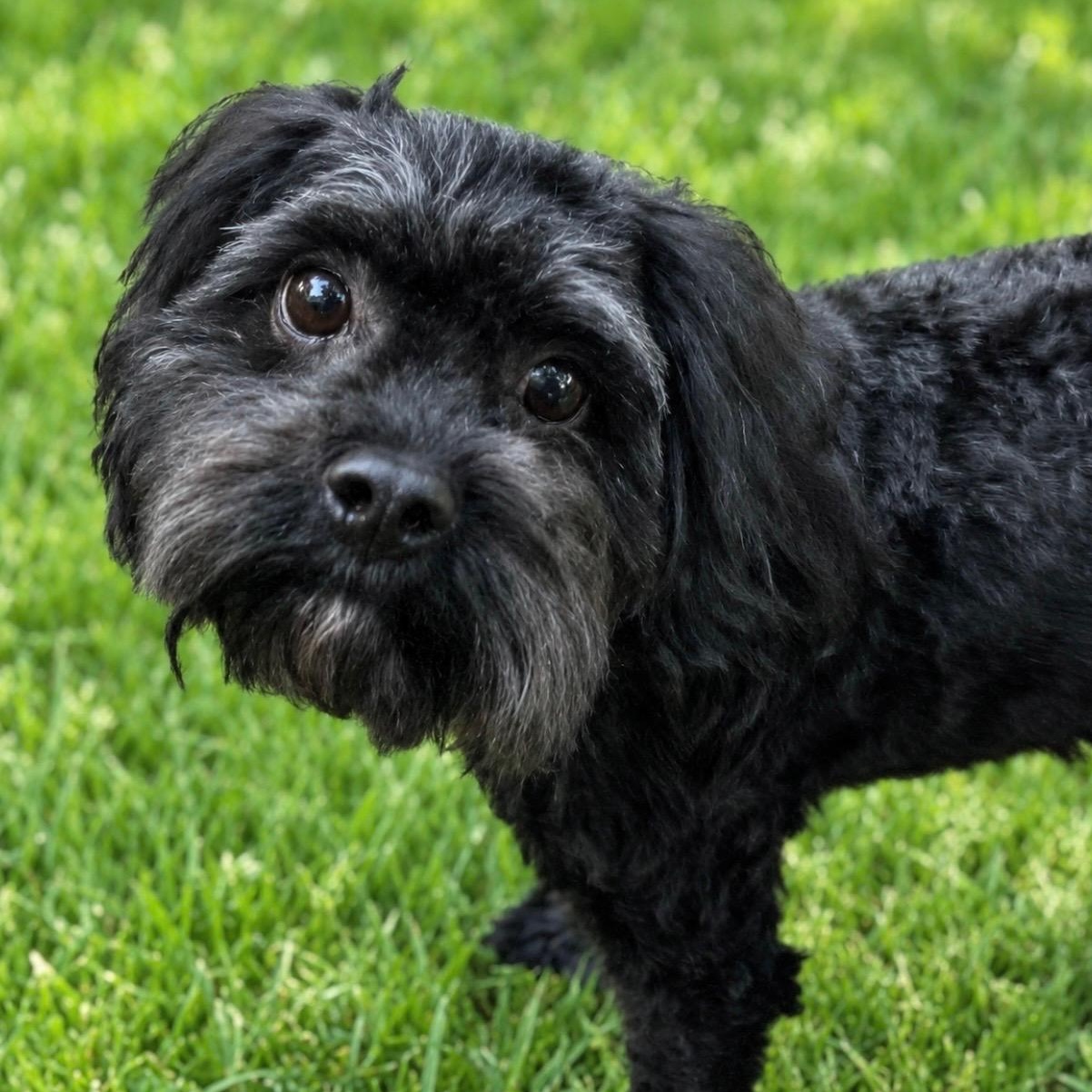 Enlarge Keiko Turner, a Adoptable Cavapoo in Plano, TX image 1/6