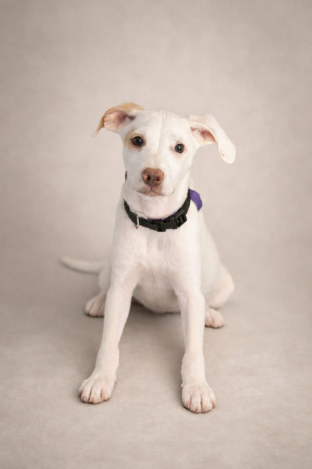 Enlarge Baxteroni, an adoptable Terrier in Miami, FL image 2/4