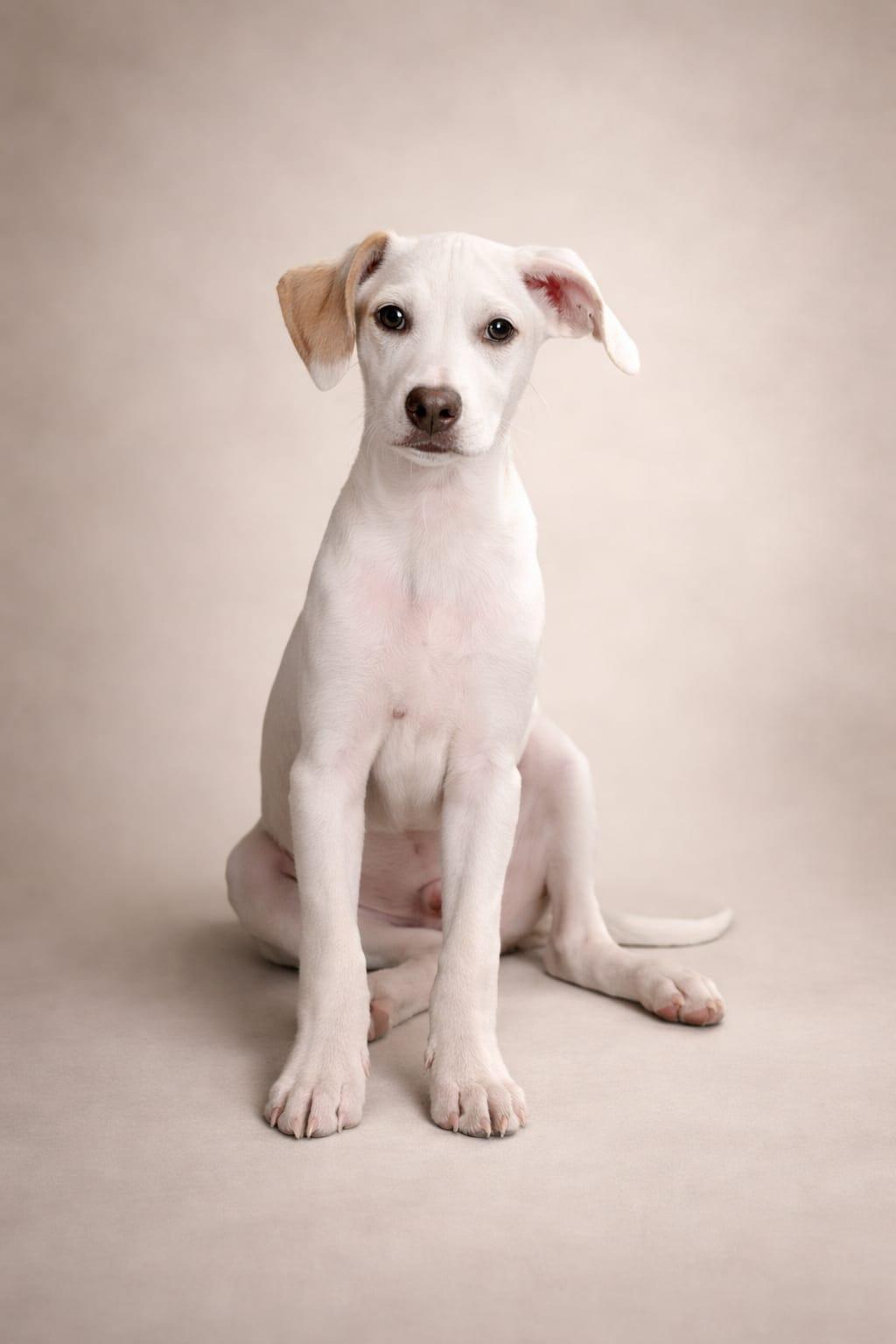 Enlarge Baxteroni, an adoptable Terrier in Miami, FL image 4/4