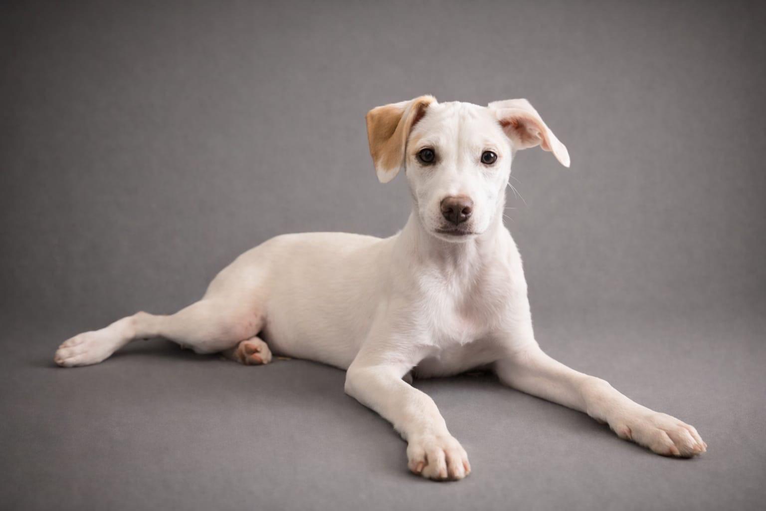 Baxteroni, adoptable, Puppy Male Terrier.