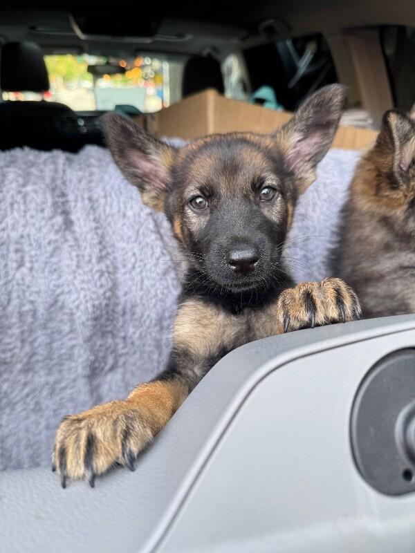 Artemis, Adoptable, Young Female German Shepherd Dog.