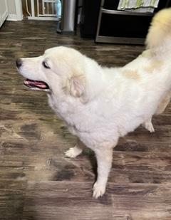 Enlarge Goldie, a ADOPTABLE mixed breed in Longwood, FL image 4/5