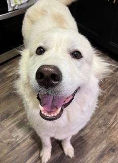 Enlarge Goldie, a ADOPTABLE mixed breed in Longwood, FL image 5/5