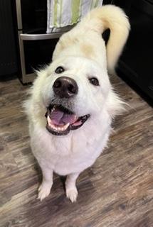 Enlarge Goldie, a ADOPTABLE mixed breed in Longwood, FL image 2/5