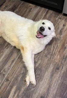 Enlarge Goldie, a ADOPTABLE mixed breed in Longwood, FL image 3/5