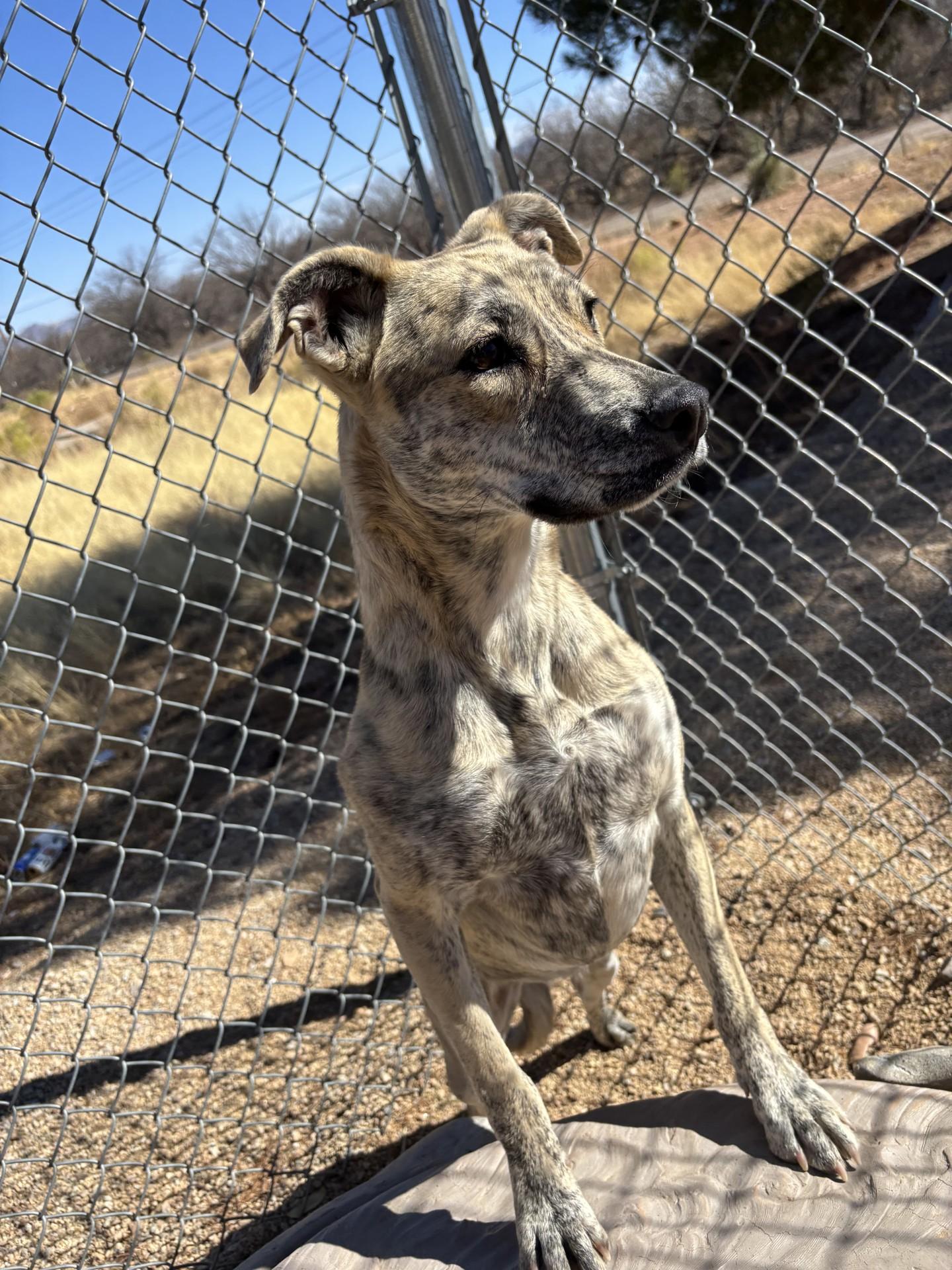 Enlarge Climber, a Adoptable mixed breed in Sierra Vista, AZ image 1/2