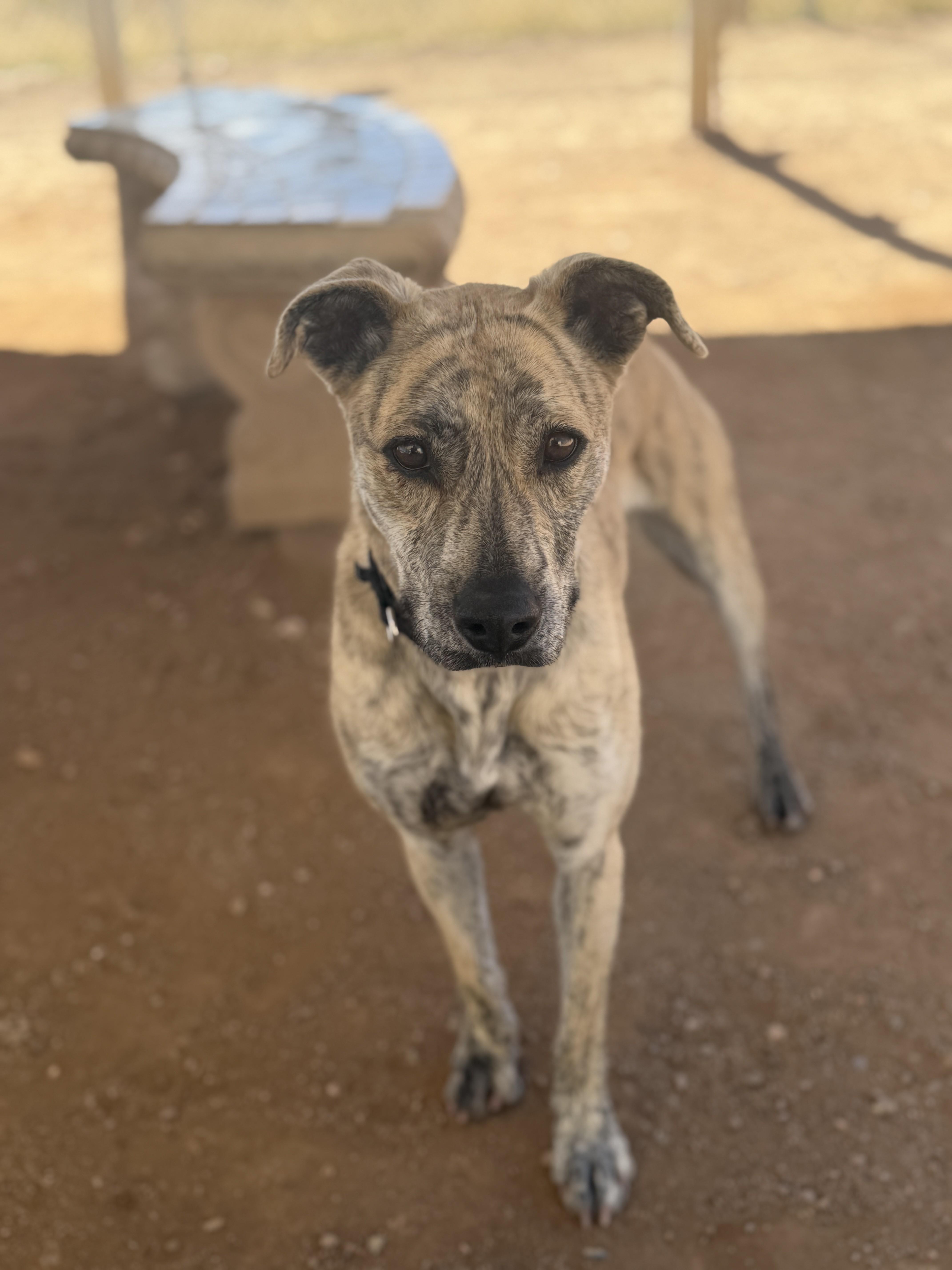 Climber, Adoptable, Adult Female American Staffordshire Terrier & Pit Bull Terrier.
