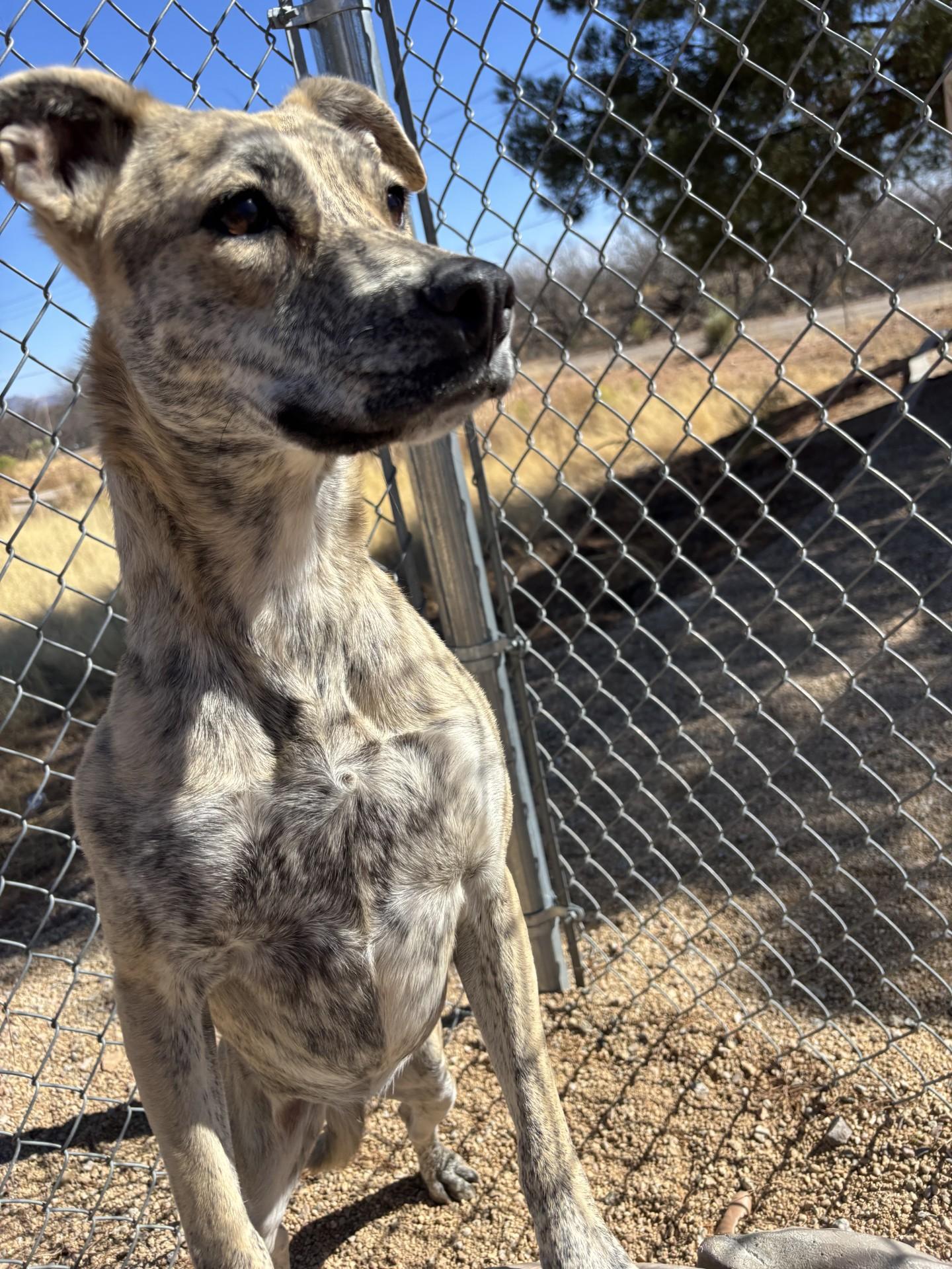 Enlarge Climber, a Adoptable mixed breed in Sierra Vista, AZ image 2/2