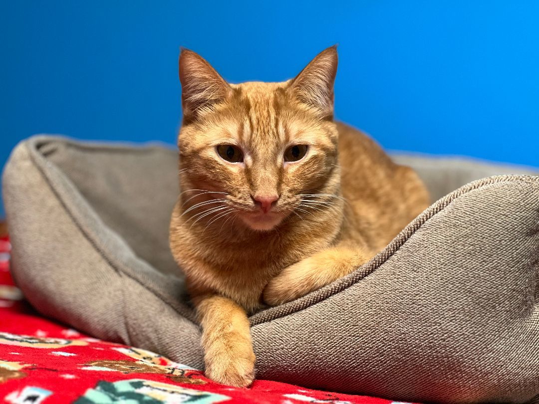 Enlarge Wrigley, a Adoptable Domestic Short Hair in Topeka, KS image 1/2
