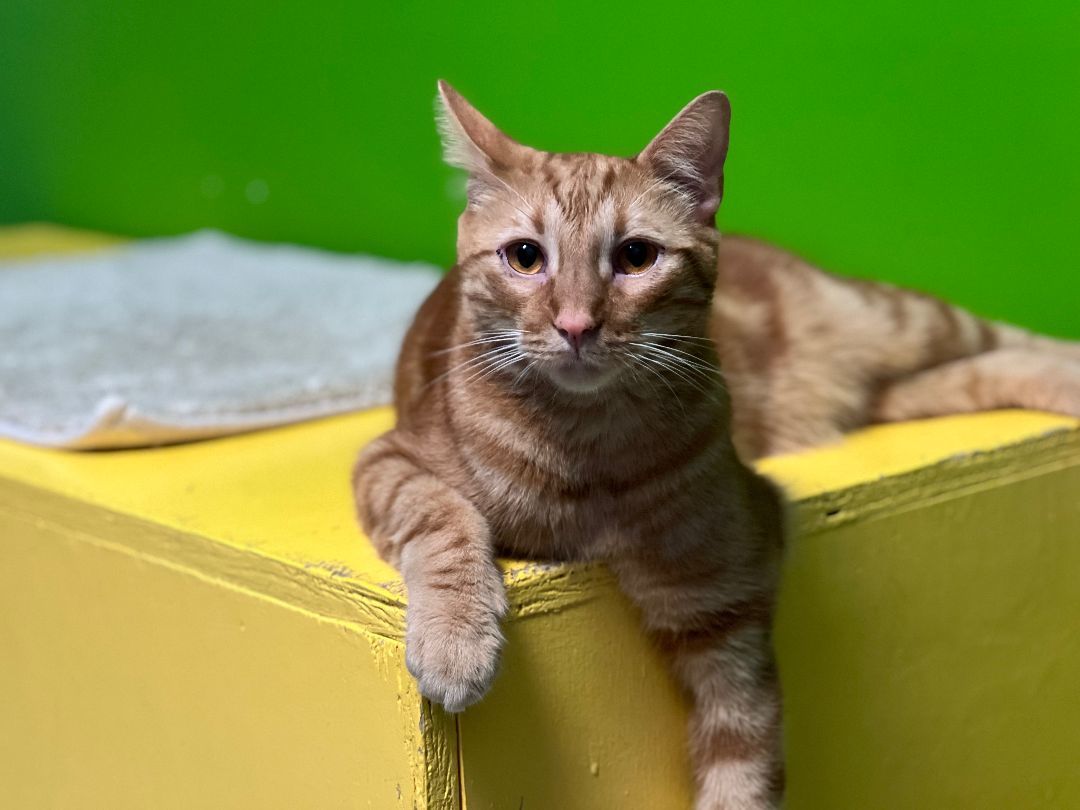 Enlarge Wrigley, a Adoptable Domestic Short Hair in Topeka, KS image 2/2