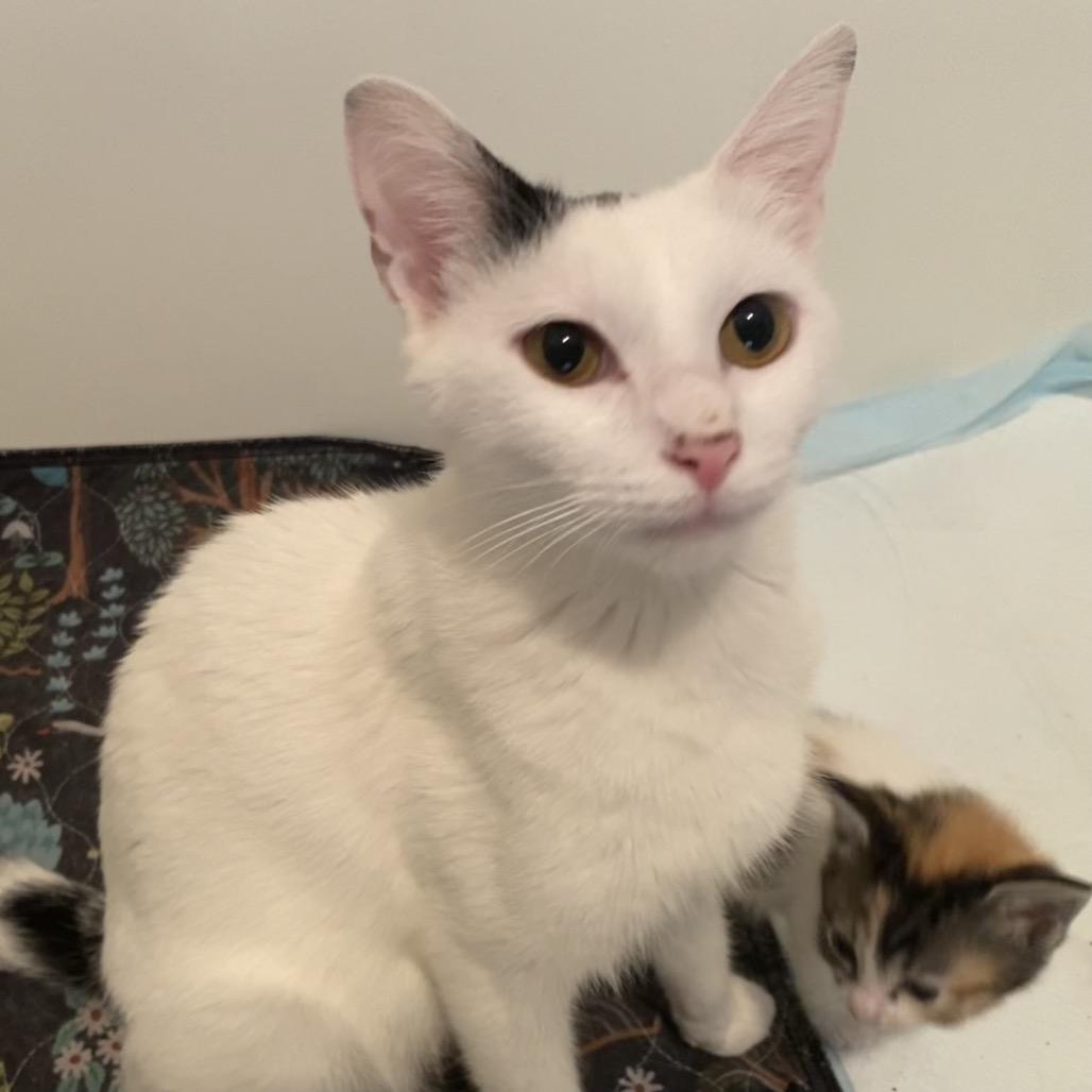 Bunny F-21630, a Adoptable Domestic Short Hair in Oklahoma City, OK image 1/2