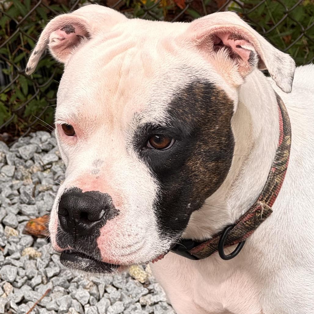 Enlarge Calliope, a Adoptable mixed breed in Franklin, NC image 1/6