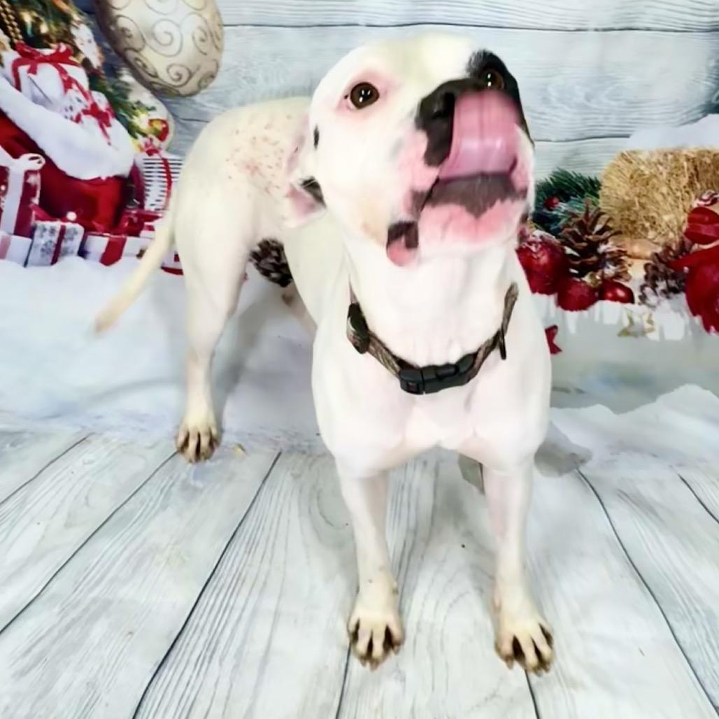 Enlarge Calliope, a Adoptable mixed breed in Franklin, NC image 2/6