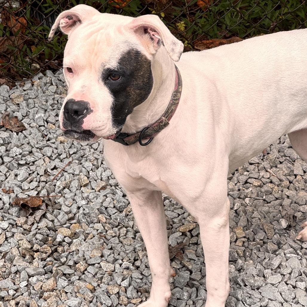 Enlarge Calliope, a Adoptable mixed breed in Franklin, NC image 3/6