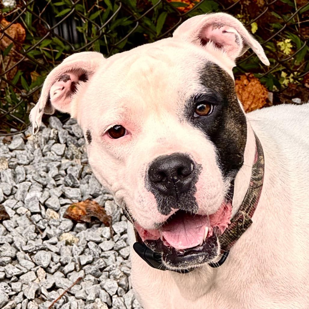 Enlarge Calliope, a Adoptable mixed breed in Franklin, NC image 4/6