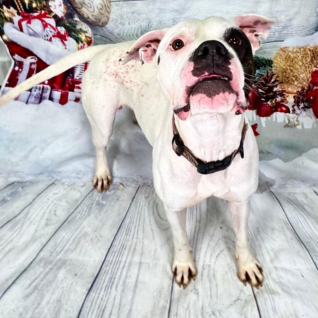 Enlarge Calliope, a Adoptable mixed breed in Franklin, NC image 5/6