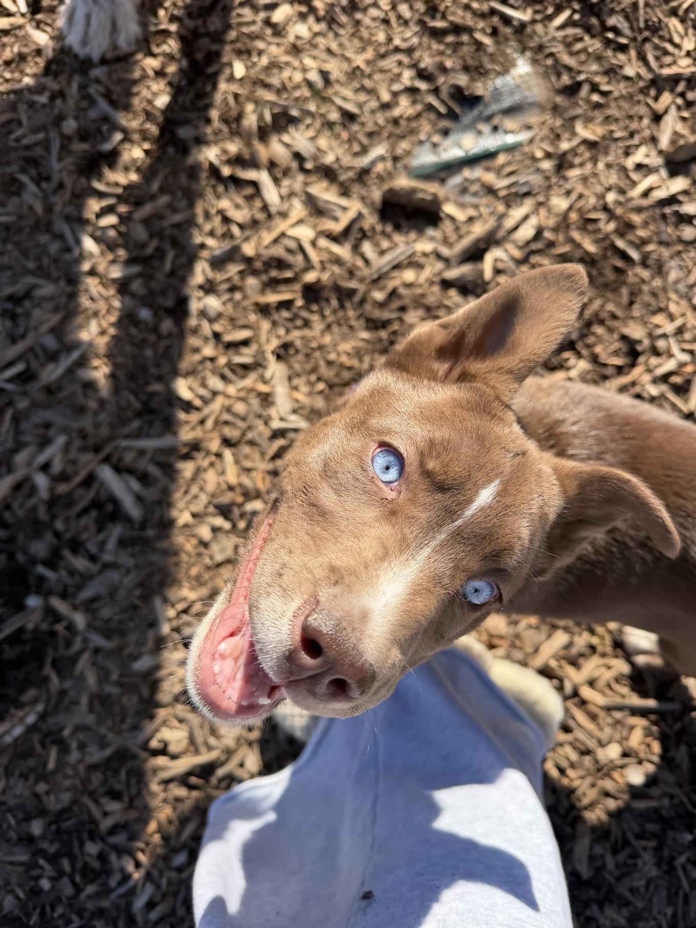 Enlarge Bear Grylls, a ADOPTABLE mixed breed in Cumming, GA image 2/4
