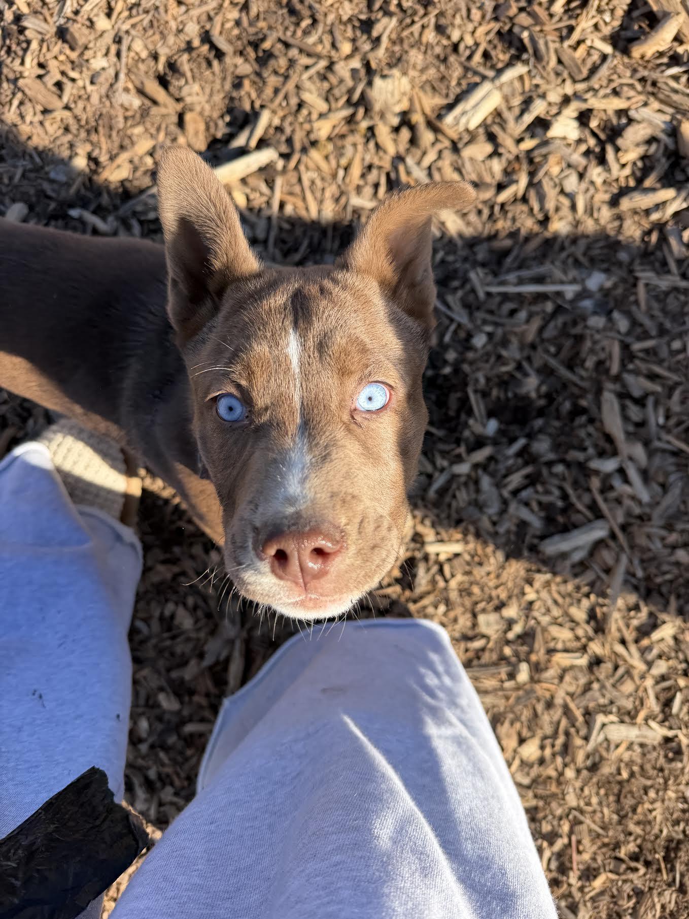 Enlarge Bear Grylls, a ADOPTABLE mixed breed in Cumming, GA image 3/4