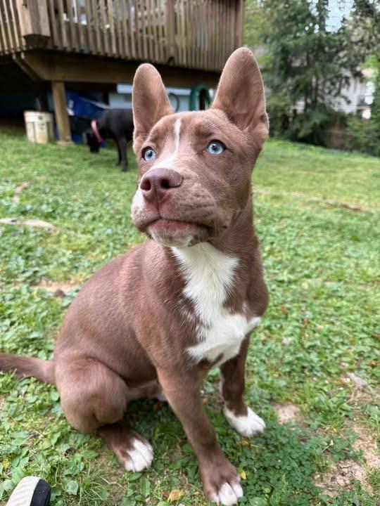 Enlarge Bear Grylls, a ADOPTABLE mixed breed in Cumming, GA image 3/4