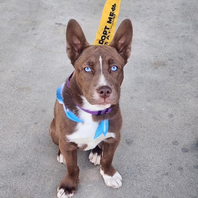 Enlarge Bear Grylls, a ADOPTABLE mixed breed in Cumming, GA image 4/4
