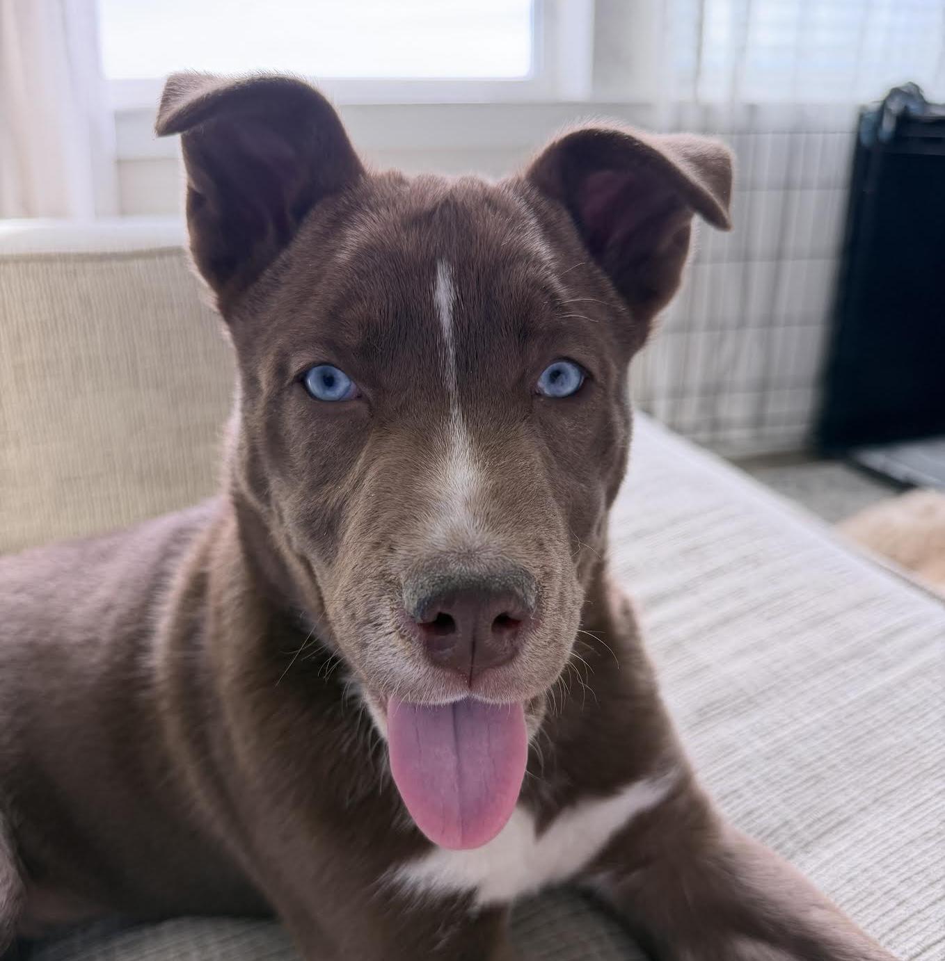 Enlarge Bear Grylls, a ADOPTABLE mixed breed in Cumming, GA image 1/4